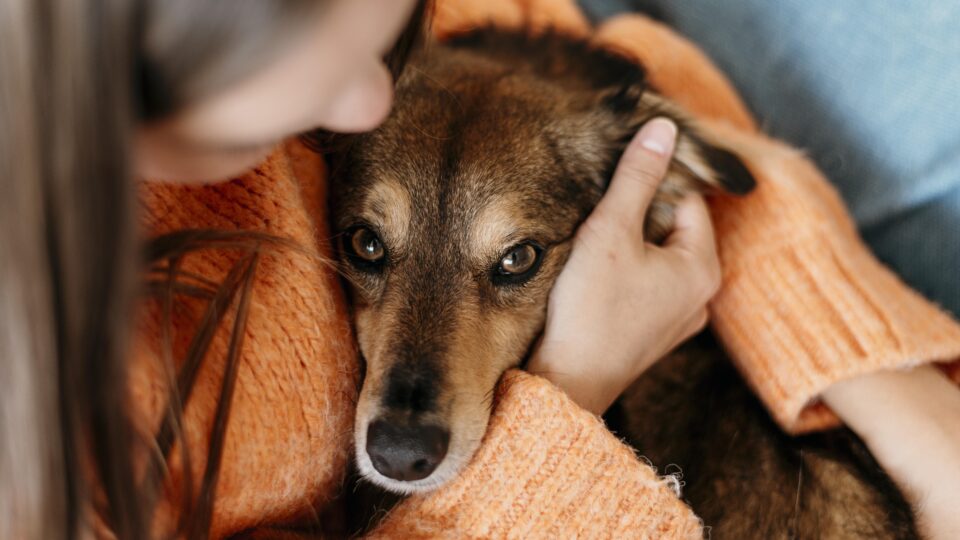 Pensão alimentícia para cachorro após divórcio – família multiespécie e decisão inédita em Minas Gerais