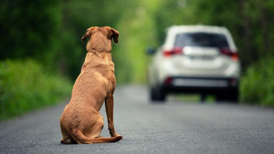 Uso de veículo para abandonar animais pode ser considerado crime e infração de trânsito