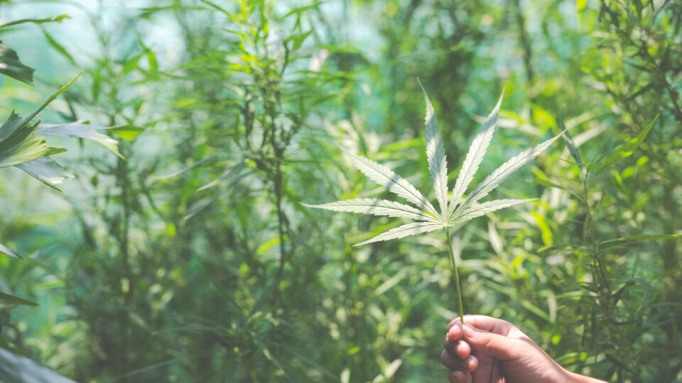 STJ autoriza a produção nacional de maconha com fins medicinais e farmacêuticos