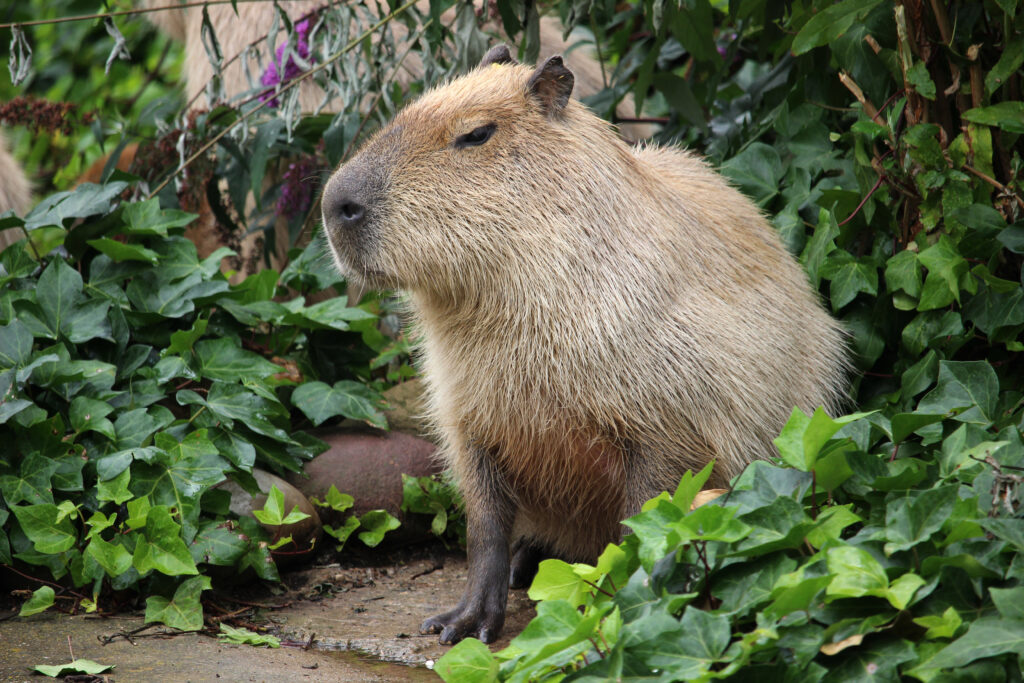 colisão com Capivara