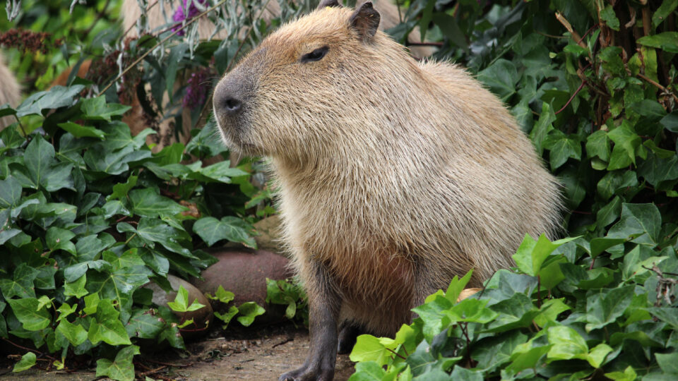 Tribunal afasta responsabilidade da concessionaria por colisão com Capivara