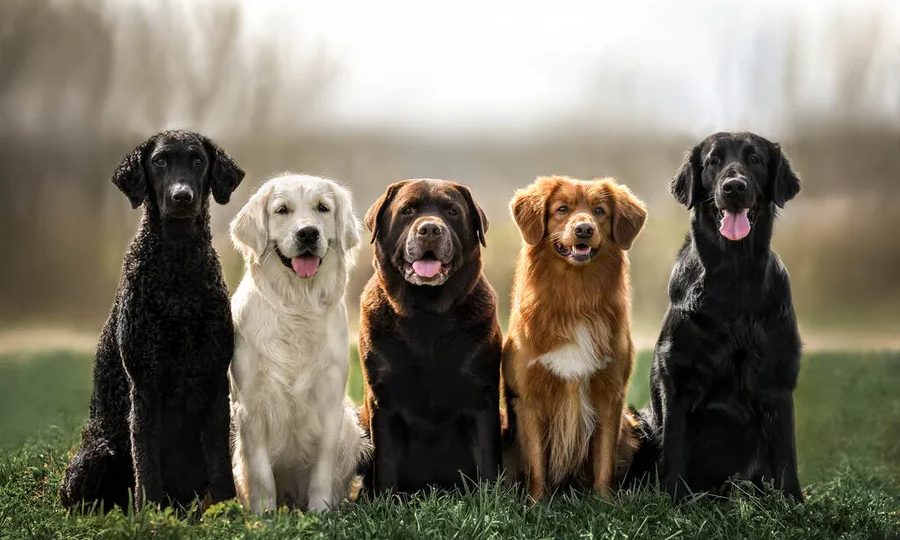 Família multiespécie: Justiça determina pensão alimentícia para cães