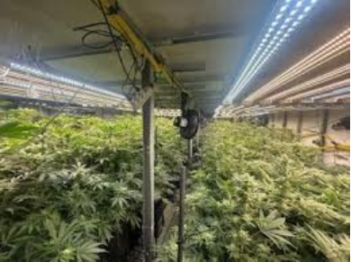plantar maconha