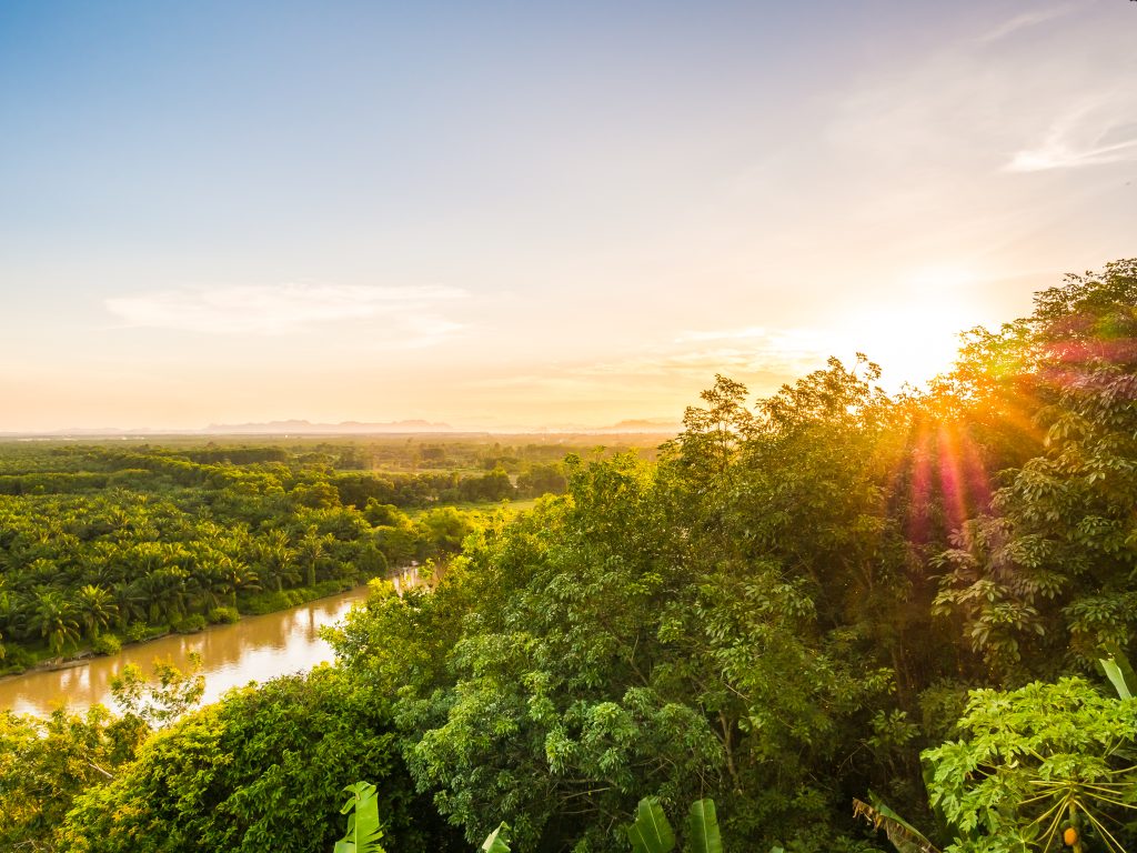 Concessão florestal em áreas indígenas e quilombolas